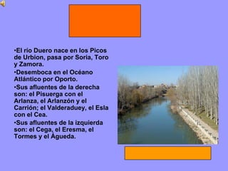 •El río Duero nace en los Picos
de Urbion, pasa por Soria, Toro
y Zamora.
•Desemboca en el Océano
Atlántico por Oporto.
•Sus afluentes de la derecha
son: el Pisuerga con el
Arlanza, el Arlanzón y el
Carrión; el Valderaduey, el Esla
con el Cea.
•Sus afluentes de la izquierda
son: el Cega, el Eresma, el
Tormes y el Águeda.
 