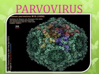 PARVOVIRUS

 