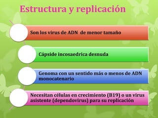 Estructura y replicación
Son los virus de ADN de menor tamaño

Cápside incosaedrica desnuda

Genoma con un sentido más o menos de ADN
monocatenario

Necesitan células en crecimiento (B19) o un virus
asistente (dependovirus) para su replicación

 