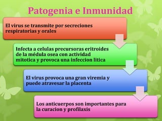 Patogenia e Inmunidad
El virus se transmite por secreciones
respiratorias y orales
Infecta a celulas precursoras eritroides
de la médula osea con actividad
mitotica y provoca una infeccion litica
El virus provoca una gran viremia y
puede atravesar la placenta

Los anticuerpos son importantes para
la curacion y profilaxis

 