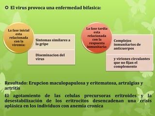  El virus provoca una enfermedad bifasica:

La fase inicial
esta
relacionada
con la
viremia:

Sintomas similares a
la gripe
Diseminacion del
virus

La fase tardía
esta
relacionada
con la
respuesta
inmunitaria:

Complejos
inmunitarios de
anticuerpos
y viriones circulantes
que no fijan el
complemento

Resultado: Erupcion maculopapulosa y eritematosa, artralgias y
artritis
El agotamiento de las celulas precursoras eritroides y la
desestabilización de los eritrocitos desencadenan una crisis
aplásica en los individuos con anemia cronica

 