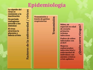 Niños, en
especial en edad
de escuela
primaria:
eritema
infeccioso
Padres de niños
infectados con
el B19
Mujeres
embarazadas:
infección fetal y
enfermedad de
individuos con
anemia crónica:
crisis aplásica

¿Quién corre riesgos?

Transmisión a
través de gotitas
respiratorias

Transmisión

La cápside del
virus es
resistente a la
inactivación
Un periodo
contagiosos
precede a los
síntomas
El virus
atraviesa la
placenta e
infecta al feto

Factores de la enfermedad / víricos

Epidemiología

 