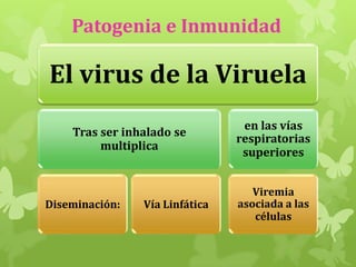 Patogenia e Inmunidad

El virus de la Viruela
Tras ser inhalado se
multiplica

Diseminación:

Vía Linfática

en las vías
respiratorias
superiores
Viremia
asociada a las
células

 