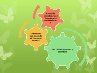 Erupción
simultanea de
las pústulas
característica
s

se infectan
con una 2da
viremia que
provoca:

Los tejidos internos y
dérmicos

 