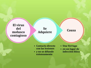 El virus
del
molusco
contagioso

Se
Adquiere

• Contacto directo
con las lesiones
• y no se difunde
extensamente

Causa

• Una Verruga
• en un lugar de
infección lítica

 