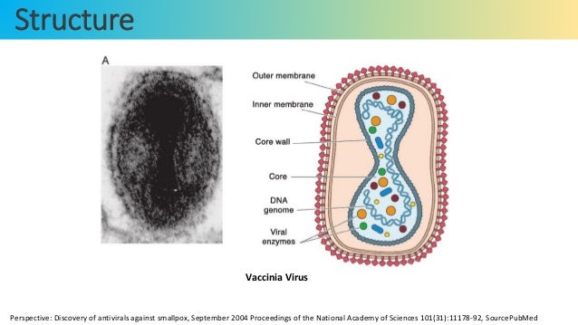 √ Monkeypox Virus Structure / Pdf Experimental Infection Of Prairie