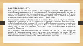 LOS AVIPOXVIRUS (APV):
Son algunos de los virus más grandes y más complejos conocidos. APV pertenecen a la
subfamilia Chordopoxvirinae de la familia Poxviridae. La enfermedad producida por APV se
conoce como la viruela aviar. Los virus infectan y causan enfermedades en las aves de corral,
animales de compañía y aves silvestres de muchas especies que se traducen en pérdidas
económicas para la industria avícola (Bolte, Meurer y Kaleta. 1999).
Las infecciones también se han reportado en un número de especies en peligro de extinción o
especies en los programas de cría en cautividad de recuperación. Aunque las infecciones de APV
se ha informado que afecta a más de 232 especies en 23 órdenes de aves, nuestro conocimiento
de las características moleculares y biológicas de APV se limita en gran medida al virus de la
viruela aviar y el virus de la viruela del canario (CNPV), de los que se conocen las secuencias
completas del genoma.
En la actualidad, el Comité Internacional de Taxonomía de Virus (ICTV) sólo incluye diez
especies de Avipoxvirus en este género. Por lo tanto, es seguro asumir que muchos APV aún
tienen que ser caracterizados. Hay algunos AVP recombinantes que han sido evaluados para su
uso como candidatos vectores de vacuna contra enfermedades infecciosas.
 