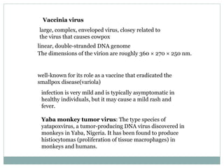 Vaccinia virus large, complex, enveloped virus, closey related to the virus that causes cowpox linear, double-stranded DNA genome The dimensions of the virion are roughly 360 × 270 × 250 nm.  well-known for its role as a vaccine that eradicated the smallpox disease(variola) infection is very mild and is typically asymptomatic in healthy individuals, but it may cause a mild rash and fever. Yaba monkey tumor virus : The type species of yatapoxvirus, a tumor-producing DNA virus discovered in monkeys in Yaba, Nigeria. It has been found to produce histiocytomas (proliferation of tissue macrophages) in monkeys and humans.  