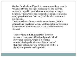 Oval or "brick-shaped" particles 200-400nm long - can be visualized by the best light microscopes. The external surface is ridged in parallel rows, sometimes arranged helically. The particles are extremely complex, containing many proteins (more than 100) and detailed structure is not known. The extracellular forms contain 2 membranes ( EEV  - extracellular enveloped virions), intracellular particles only have an inner membrane ( IMV  - intracellular mature virions).  Thin sections in E.M. reveal that the outer surface is composed of lipid and protein which surrounds the core, which is biconcave (dumbbell-shaped), with two "lateral bodies" (function unknown). The core is composed of a tightly compressed nucleoprotein.  