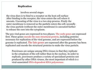 Replication involves several stages the virus does is to bind to a receptor on the host cell surface After binding to the receptor, the virus enters the cell where it uncoats. Uncoating of the virus is a two step process. Firstly the outer membrane is removed as the particle enters the cell; secondly the virus particle (without the outer membrane) is uncoated further to release the core into the cytoplasm. The pox viral genes are expressed in two phases.  The early genes  are expressed first. These genes  encode the non-structural protein , including proteins necessary for replication of the viral genome, and are expressed before the genome is replicated.  The late genes  are expressed after the genome has been replicated and encode the structural proteins to make the virus particle.  Poxviruses are unique among DNA viruses in that they replicate in the cytoplasm of the cell rather than in the nucleus. In order to replicate, poxviruses produce a variety of specialized proteins not produced by other DNA viruses, the most important of which is a viral-associated  DNA-dependent RNA polymerase. 