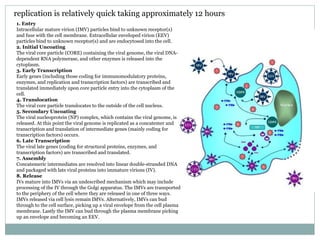 replication is relatively quick taking approximately 12 hours 1. Entry Intracellular mature virion (IMV) particles bind to unknown receptor(s) and fuse with the cell membrane. Extracellular enveloped virion (EEV) particles bind to unknown receptor(s) and are endocytosed into the cell. 2. Initial Uncoating The viral core particle (CORE) containing the viral genome, the viral DNA-dependent RNA polymerase, and other enzymes is released into the cytoplasm. 3. Early Transcription Early genes (including those coding for immunomodulatory proteins, enzymes, and replication and transcription factors) are transcribed and translated immediately upon core particle entry into the cytoplasm of the cell. 4. Translocation The viral core particle translocates to the outside of the cell nucleus. 5. Secondary Uncoating The viral nucleoprotein (NP) complex, which contains the viral genome, is released. At this point the viral genome is replicated as a concatemer and transcription and translation of intermediate genes (mainly coding for transcription factors) occurs. 6. Late Transcription The viral late genes (coding for structural proteins, enzymes, and transcription factors) are transcribed and translated. 7. Assembly Concatemeric intermediates are resolved into linear double-stranded DNA and packaged with late viral proteins into immature virions (IV). 8. Release IVs mature into IMVs via an undescribed mechanism which may include processing of the IV through the Golgi apparatus. The IMVs are transported to the periphery of the cell where they are released in one of three ways. IMVs released via cell lysis remain IMVs. Alternatively, IMVs can bud through to the cell surface, picking up a viral envelope from the cell plasma membrane. Lastly the IMV can bud through the plasma membrane picking up an envelope and becoming an EEV. 