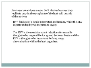 Poviruses are unique among DNA viruses because they replicate only in the cytoplasm of the host cell, outside of the nucleus IMV consists of a single lipoprotein membrane, while the EEV is surrounded by two membrane layers The IMV is the most abundant infectious form and is thought to be responsible for spread between hosts and the EEV is thought to be important for long range dissemination within the host organism . 