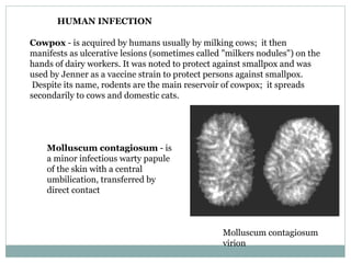 HUMAN INFECTION   Cowpox  - is acquired by humans usually by milking cows;  it then manifests as ulcerative lesions (sometimes called "milkers nodules") on the hands of dairy workers. It was noted to protect against smallpox and was used by Jenner as a vaccine strain to protect persons against smallpox.  Despite its name, rodents are the main reservoir of cowpox;  it spreads secondarily to cows and domestic cats.  Molluscum contagiosum  - is a minor infectious warty papule of the skin with a central umbilication, transferred by direct contact Molluscum contagiosum virion 