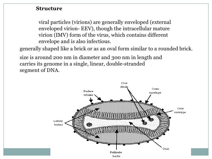 √ Monkeypox Virus Structure / Pdf Experimental Infection Of Prairie
