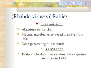 (Rhabdo viruses ( Rabies
                  Transmission
     Abrasions on the skin
     Mucous membranes exposed to saliva from
      licks.
     Deep penetrating bile wounds
                    Vaccination
     Pasture introduced vaccination after exposure
                    to rabies in 1885.
 