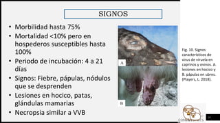 FIRST UP
CONSULTANTS
SIGNOS
18
• Morbilidad hasta 75%
• Mortalidad <10% pero en
hospederos susceptibles hasta
100%
• Periodo de incubación: 4 a 21
días
• Signos: Fiebre, pápulas, nódulos
que se desprenden
• Lesiones en hocico, patas,
glándulas mamarias
• Necropsia similar a VVB
Fig. 10. Signos
característicos de
virus de viruela en
caprinos y ovinos. A.
lesiones en hocico y
B. pápulas en ubres.
(Players, L. 2018).
A
B
 