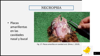 FIRST UP
CONSULTANTS
NECROPSIA
26
• Placas
amarillentas
en las
cavidades
nasal y bucal
Fig. 17. Placas amarillas en cavidad oral. (Dinev, I. 2019).
 