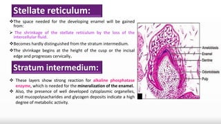Stella Reticulum Tooth development 2 | PPTX