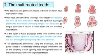Tooth development 2 | PPTX