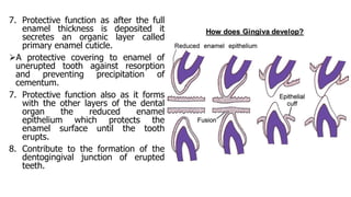 Tooth development 2 | PPTX