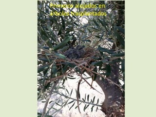 Primeros alojados en
árboles trasplantados
 