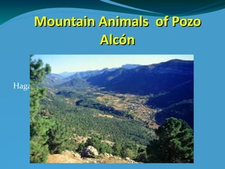 Mountain Animals of Pozo
               Alcón

Haga clic para modificar el estilo de subtítulo del
                                            patrón
 