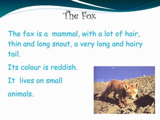 The Fox
The fox is a mammal, with a lot of hair,
thin and long snout, a very long and hairy
tail.
Its colour is reddish.
It lives on small
animals.
 
