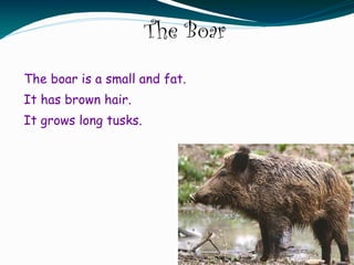 The Boar
The boar is a small and fat.
It has brown hair.
It grows long tusks.
 