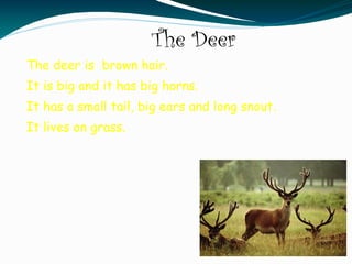 The Deer
The deer is brown hair.
It is big and it has big horns.
It has a small tail, big ears and long snout.
It lives on grass.
 