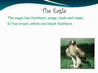 The Eagle
The eagle has feathers, wings, beak and claws.
It has brown, white and black feathers.
 