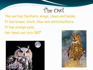 The Owl
The owl has feathers, wings, claws and beaks.
It has brown, black, blue and whitefeathers.
It has orange eyes.
Her head can turn 180º.
 