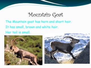 Mountain Goat
The Mountain goat has horn and short hair.
It has small, brown and white hair.
Her tail is small.
 
