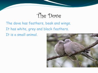 The Dove
The dove has feathers, beak and wings.
It has white, grey and black feathers.
It is a small animal.
 