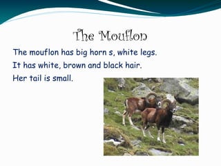 The Mouflon
The mouflon has big horn s, white legs.
It has white, brown and black hair.
Her tail is small.
 
