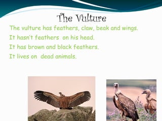 The Vulture
The vulture has feathers, claw, beak and wings.
It hasn’t feathers on his head.
It has brown and black feathers.
It lives on dead animals.
 