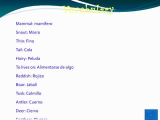Vocabulary
Mammal: mamífero
Snout: Morro
Thin: Fino
Tail: Cola
Hairy: Peluda
To lives on: Alimentarse de algo
Reddish: Rojizo
Boar: Jabalí
Tusk: Colmillo
Antler: Cuerno
Deer: Ciervo
 