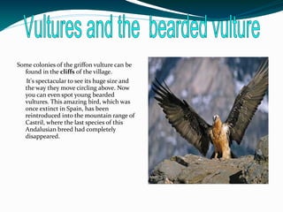 Some colonies of the griffon vulture can be
  found in the cliffs of the village.
   It's spectacular to see its huge size and
  the way they move circling above. Now
  you can even spot young bearded
  vultures. This amazing bird, which was
  once extinct in Spain, has been
  reintroduced into the mountain range of
  Castril, where the last species of this
  Andalusian breed had completely
  disappeared.
 