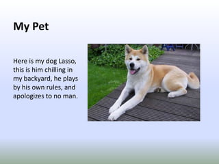 My PetHere is my dog Lasso, this is him chilling in my backyard, he plays by his own rules, and apologizes to no man.