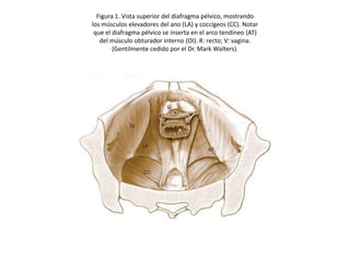 Figura 1. Vista superior del diafragma pélvico, mostrando
los músculos elevadores del ano (LA) y coccígeos (CC). Notar
 que el diafragma pélvico se inserta en el arco tendíneo (AT)
   del músculo obturador interno (OI). R: recto; V: vagina.
        (Gentilmente cedido por el Dr. Mark Walters).
 