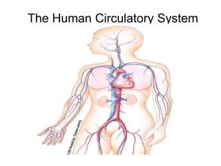 The Human Circulatory System
 