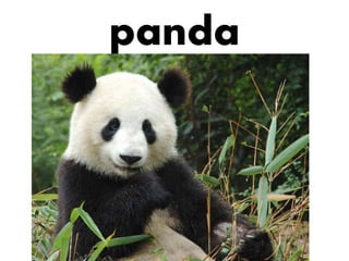 panda

 