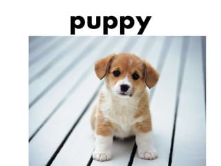 puppy

 