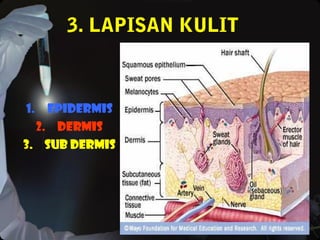 3. LAPISAN KULIT
1. Epidermis
2. Dermis
3. Sub dermis
 