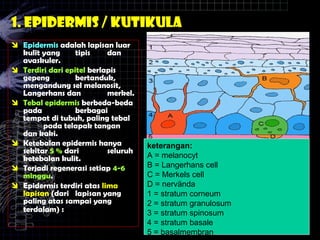  Epidermis adalah lapisan luar
kulit yang tipis dan
avaskuler.
 Terdiri dari epitel berlapis
gepeng bertanduk,
mengandung sel melanosit,
Langerhans dan merkel.
 Tebal epidermis berbeda-beda
pada berbagai
tempat di tubuh, paling tebal
pada telapak tangan
dan kaki.
 Ketebalan epidermis hanya
sekitar 5 % dari seluruh
ketebalan kulit.
 Terjadi regenerasi setiap 4-6
minggu.
 Epidermis terdiri atas lima
lapisan (dari lapisan yang
paling atas sampai yang
terdalam) :
1. Epidermis / Kutikula
keterangan:
A = melanocyt
B = Langerhans cell
C = Merkels cell
D = nervända
1 = stratum corneum
2 = stratum granulosum
3 = stratum spinosum
4 = stratum basale
5 = basalmembran
 
