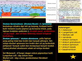 keterangan:
A = melanocyt
B = Langerhans cell
C = Merkels cell
D = nervända
1 = stratum corneum
2 = stratum granulosum
3 = stratum spinosum
4 = stratum basale
5 = basalmembran
Stratum germinativum
Stratum Germinativum (Stratum Basale + S. Spinosum)
bentuknya silindris dgn inti yg lonjong, terdapat butir-
butir melanin (suatu pigmen yg berwarna hitam, pada
lapisan terdalam epidermis ). menjadi pusat pembelahan
sel yg cepat . dan sel baru didorong masuk kelapisan
berikutnya.
Stratum spinosum / stratum akantosum, yaitu lapisan
yang paling tebal dan terdiri dari banyak glikogen. Sel-
selnya disebut spinosum krn terdiri dari sel yg berbentuk
poligonal / banyak sudut dan mempunyai banyak tanduk
(spina),disebut akantosum sebab sel-selnya berduri
Sel Melanosit : b’fungsi sbagai sistem pigmentasi kulit
Langerhan cell : sbg sistem imun
Markel cell : sbg s.imun, pembentukan fibroblast
 