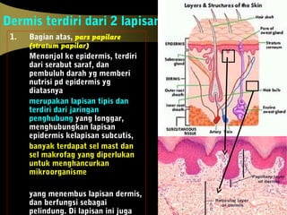 Dermis terdiri dari 2 lapisan :
1. Bagian atas, pars papilare
(stratum papilar)
Menonjol ke epidermis, terdiri
dari serabut saraf, dan
pembuluh darah yg memberi
nutrisi pd epidermis yg
diatasnya
merupakan lapisan tipis dan
terdiri dari jaringan
penghubung yang longgar,
menghubungkan lapisan
epidermis kelapisan subcutis,
banyak terdapat sel mast dan
sel makrofag yang diperlukan
untuk menghancurkan
mikroorganisme
yang menembus lapisan dermis,
dan berfungsi sebagai
pelindung. Di lapisan ini juga
 