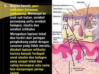 2. Bagian bawah, pars
retikulare (stranum
retikularis), Menonjol ke
arah sub kutan, serabut
penunjang yaitu serabut
kolagen, elastis dan
serabut retikulus
Merupakan lapisan tebal
dan terdiri dari jaringan
penghubung padat dengan
susunan yang tidak merata,
disebut lapisan retikular
karena banyak terdapat
serat elastin dan kolagen
yang sangat tebal dan
saling berangkai satu sama
lain menyerupai jaring-
 
