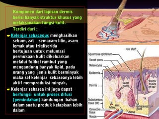 Komponen dari lapisan dermis
berisi banyak struktur khusus yang
melaksanakan fungsi kulit.
Terdiri dari :
Kelenjar sebaceous menghasilkan
sebum, zat semacam lilin, asam
lemak atau trigliserida
bertujuan untuk melumasi
permukaan kulit dikeluarkan
melalui folikel rambut yang
mengandung banyak lipid, pada
orang yang jenis kulit berminyak
maka sel kelenjar sebaseanya lebih
aktif memproduksi minyak,
Kelenjar sebasea ini juga dapat
berfungsi untuk proses difusi
(pemindahan) kandungan bahan
dalam suatu produk kelapisan lebih
dalam
 