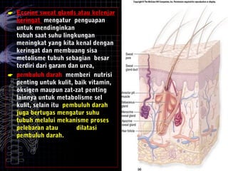  Eccrine sweat glands atau kelenjar
keringat mengatur penguapan
untuk mendinginkan
tubuh saat suhu lingkungan
meningkat yang kita kenal dengan
keringat dan membuang sisa
metolisme tubuh sebagian besar
terdiri dari garam dan urea,
 pembuluh darah memberi nutrisi
penting untuk kulit, baik vitamin,
oksigen maupun zat-zat penting
lainnya untuk metabolisme sel
kulit, selain itu pembuluh darah
juga bertugas mengatur suhu
tubuh melalui mekanisme proses
pelebaran atau dilatasi
pembuluh darah.
 