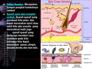  Folikel Rambut, Merupakan
tempat pangkal tumbuhnya
rambut
 Syaraf nyeri dan reseptor
sentuh, Syaraf-syaraf yang
membuat kita peka dan
dapat merasakan nyeri atau
sakit bila ada sesuatu yang
mencederai kulit juga
syaraf-syaraf yang
berfungsi memberi rasa
sentuhan pada kita
sehingga kita dapat
merasakan panas, dingin,
meraba benda dan lain-lain.
 
